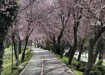 Prunul roșu, cel mai fotografiat copac din Timișoara