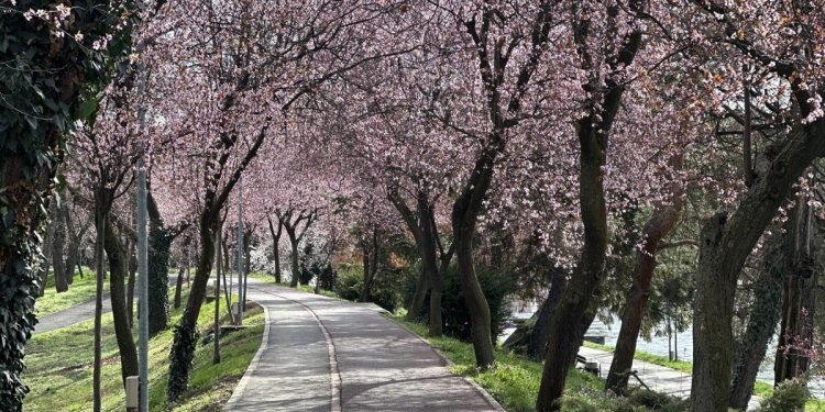 Prunul roșu, cel mai fotografiat copac din Timișoara