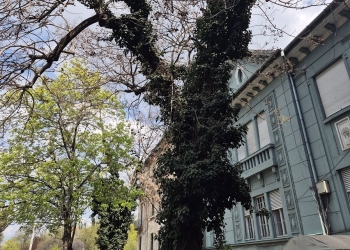 Primăria Timișoara taie un arbore bătrân, cu risc de prăbușire, de pe B-dul Corneliu Coposu