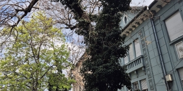 Primăria Timișoara taie un arbore bătrân, cu risc de prăbușire, de pe B-dul Corneliu Coposu