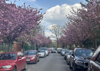 Cireșii japonezi, spectacolul roz al primăverii de pe străzile din Timișoara