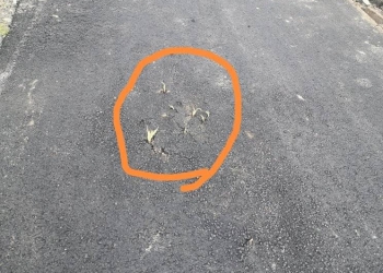 Alei abia asfaltate, străpunse de buruieni, într-o comună din Timiș