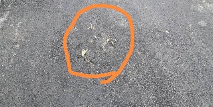 Alei abia asfaltate, străpunse de buruieni, într-o comună din Timiș