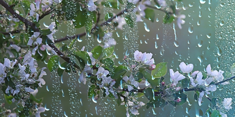 Avertizarea meteo de precipitații mixte și vânt puternic, prelungită în vestul țării