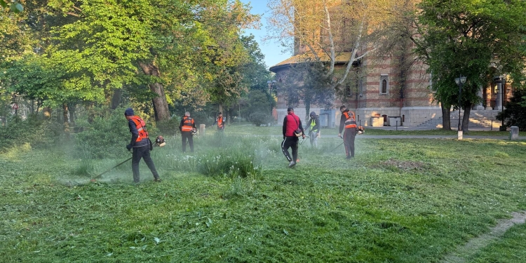 Timișoara „se tunde”. Administrația locală renunță la cosirea mozaicată