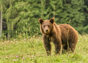 Atenție, turiști! Urme proaspete de urs și zimbru observate pe un traseu cunoscut din Banatul Montan