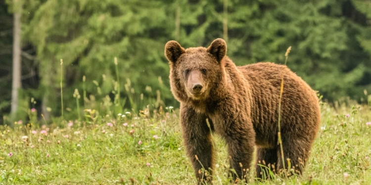Atenție, turiști! Urme proaspete de urs și zimbru observate pe un traseu cunoscut din Banatul Montan