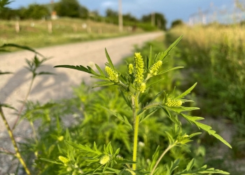 Primăria Timișoara, măsuri pentru a combate ambrozia