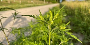 Primăria Timișoara, măsuri pentru a combate ambrozia