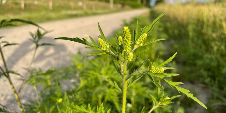 Primăria Timișoara, măsuri pentru a combate ambrozia