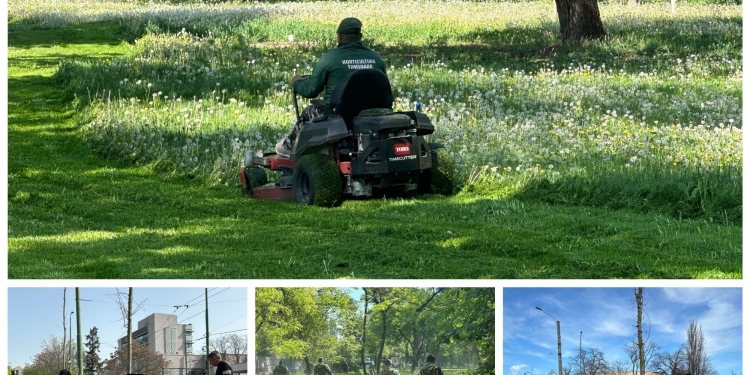Horticultura face angajări în Timișoara