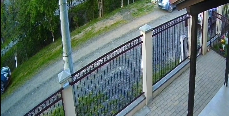 Cruzime fără margini! Un bărbat din Timiș a ucis un câine și l-a urcat în portbagaj