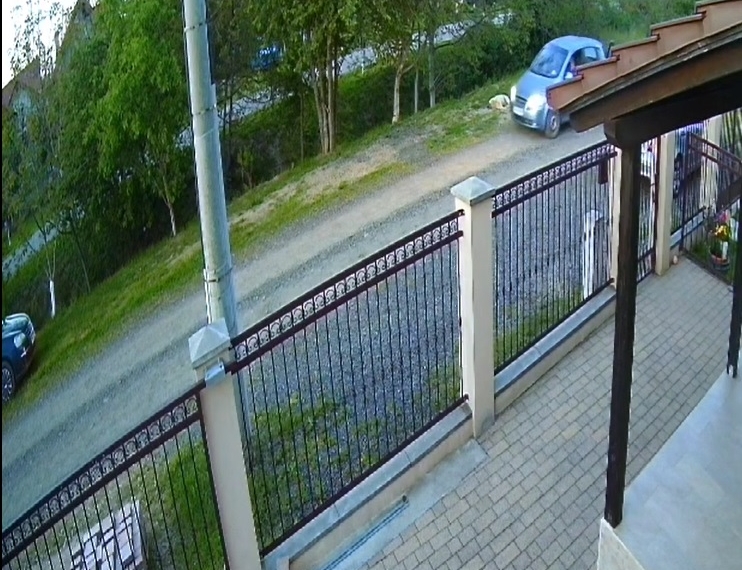 Cruzime fără margini! Un bărbat din Timiș a ucis un câine și l-a urcat în portbagaj