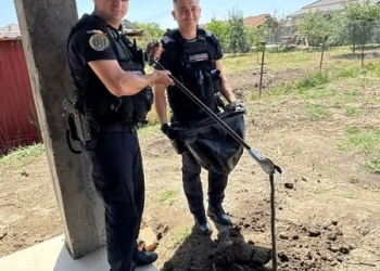 Șarpe de 1,5 metri, în curtea unei case din Sânandrei! Jandarmii au intervenit pentru îndepărtarea lui