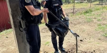 Șarpe de 1,5 metri, în curtea unei case din Sânandrei! Jandarmii au intervenit pentru îndepărtarea lui