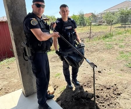 Șarpe de 1,5 metri, în curtea unei case din Sânandrei! Jandarmii au intervenit pentru îndepărtarea lui