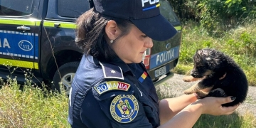 Opt căței, ținuți fără mâncare și apă, salvați de polițiștii din Timiș