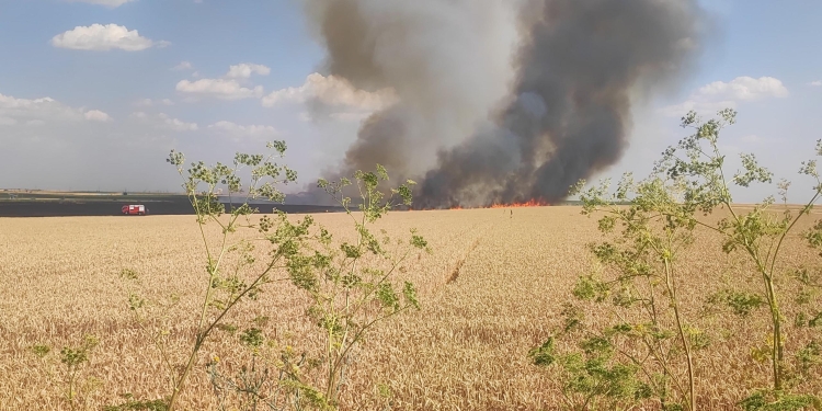 Zi de foc! Pompierii din Timiș au stins opt incendii de vegetație uscată FOTO