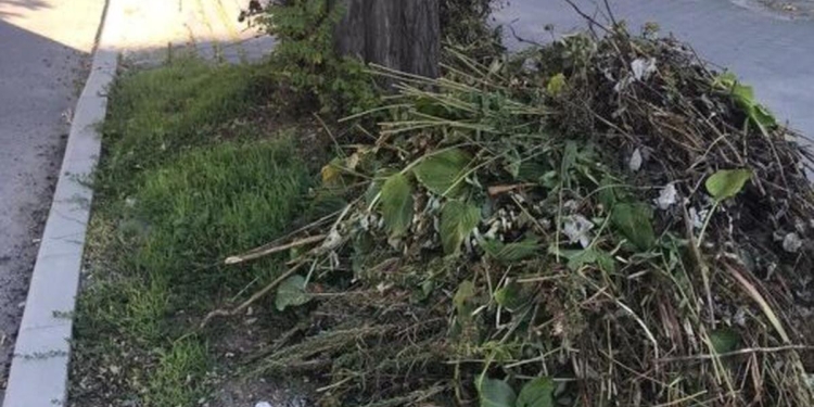 Primăria Timișoara vrea să înjumătățească tariful pentru colectarea deșeurilor vegetale