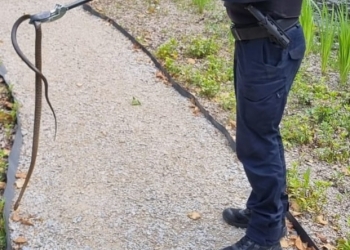 Panică într-o stațiune din Banat! Șarpe de un metru, descoperit în zona de promenadă