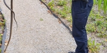 Panică într-o stațiune din Banat! Șarpe de un metru, descoperit în zona de promenadă
