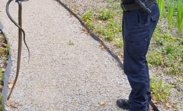 Panică într-o stațiune din Banat! Șarpe de un metru, descoperit în zona de promenadă