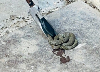 Șarpe în curtea unui timișorean! Jandarmii, solicitați să intervină