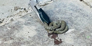 Șarpe în curtea unui timișorean! Jandarmii, solicitați să intervină