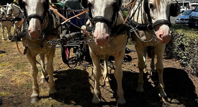 Trei zile pline de magie la Festivalul Medieval al Castelului Huniade FOTO