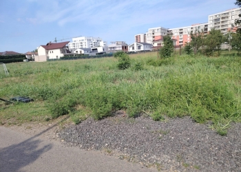 Zeci de avertismente aplicate de polițiștii locali din Timișoara pentru terenuri pline cu ambrozie FOTO