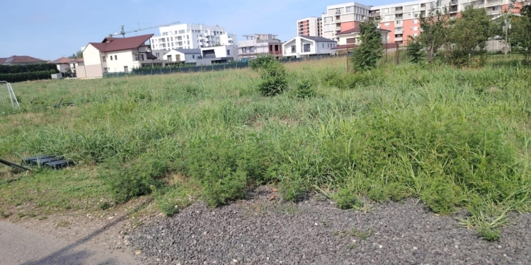 Zeci de avertismente aplicate de polițiștii locali din Timișoara pentru terenuri pline cu ambrozie FOTO