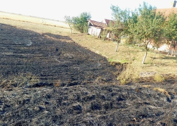 Zeci de pomi fructiferi și hectare de vegetație, arse în Timiș