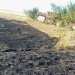 Zeci de pomi fructiferi și hectare de vegetație, arse în Timiș