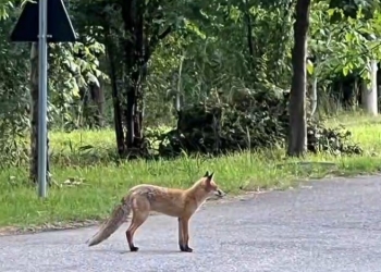 Vulpea păcălită de jandarmii timișeni
