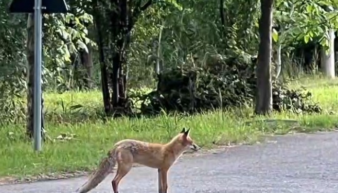 Vulpea păcălită de jandarmii timișeni