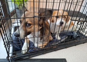 Timișenii care nu-și sterilizează câinii care nu sunt de rasă riscă amenzi între 5.000 și 10.000 de lei