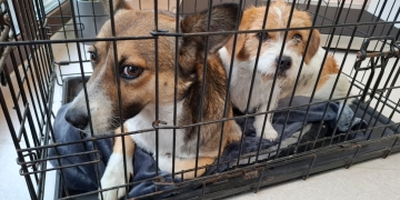 Timișenii care nu-și sterilizează câinii care nu sunt de rasă riscă amenzi între 5.000 și 10.000 de lei