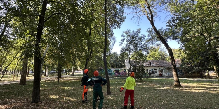 Formare profesională pentru îngrijirea arborilor: cursuri de specializare pentru echipa Spații Verzi