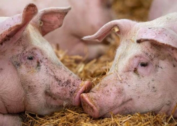 Focar de pestă porcină africană confirmat în localitatea timișeană Racovița