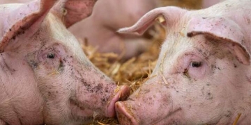 Focar de pestă porcină africană confirmat în localitatea timișeană Racovița