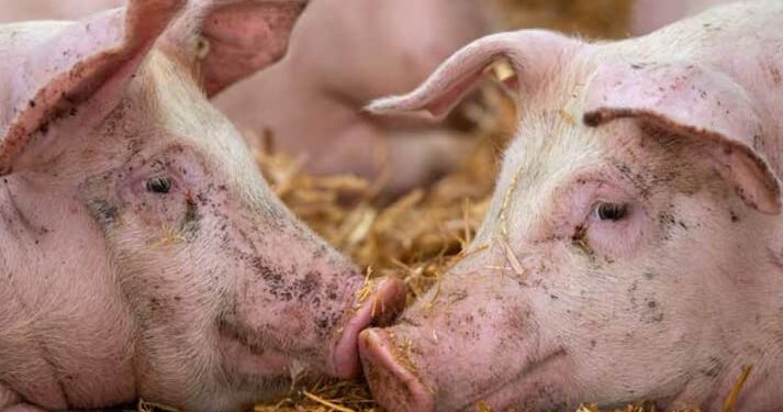 Focar de pestă porcină africană confirmat în localitatea timișeană Racovița