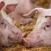 Focar de pestă porcină africană confirmat în localitatea timișeană Racovița