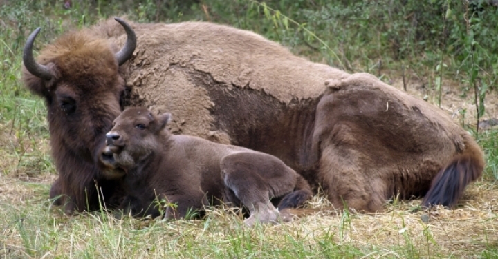 Zeci de zimbri din Armeniș, secerați. Au murit pe capete