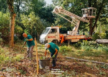 Primăria Timișoara continuă lucrările de întreținere a spațiilor verzi dintre blocuri FOTO