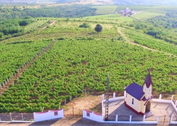 În județul Timiș, vinul nu este doar băutură, e poveste
