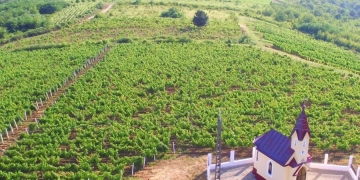 În județul Timiș, vinul nu este doar băutură, e poveste