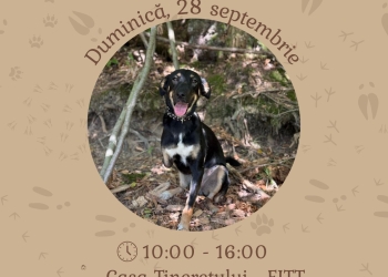 Din adăpost spre inima ta – dă-le șansa la o viață mai bună. Târg de adopții la Timișoara