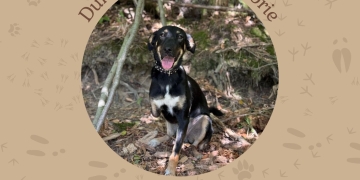 Din adăpost spre inima ta – dă-le șansa la o viață mai bună. Târg de adopții la Timișoara