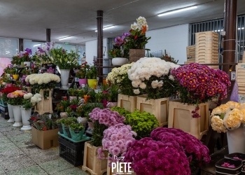 Un strop de natură în casa ta! O varietate de flori de sezon în piețele din Timișoara FOTO