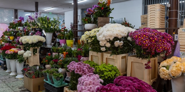 Un strop de natură în casa ta! O varietate de flori de sezon în piețele din Timișoara FOTO